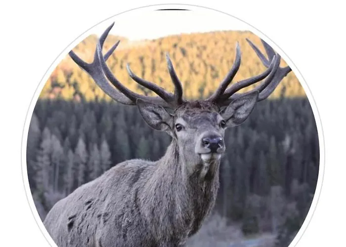 Appartement Schoene Aussicht Sauerland By Koelbel Familienurlaub Mit Hund *